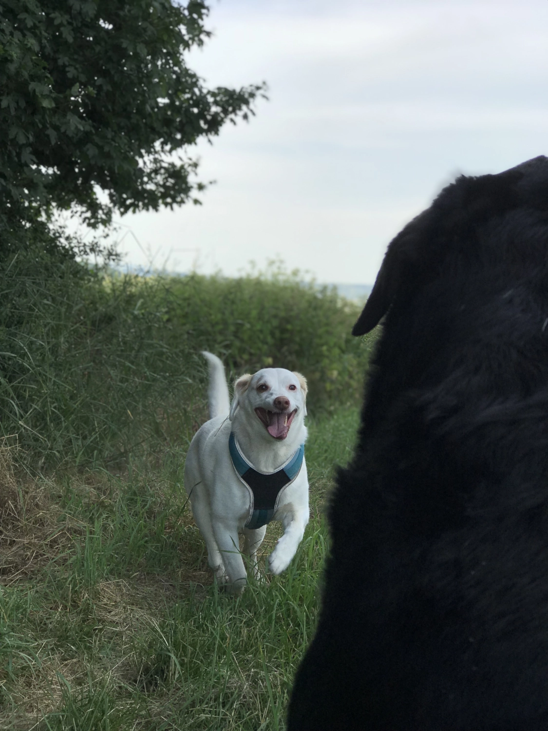 Hundetraining Spirit of dogs