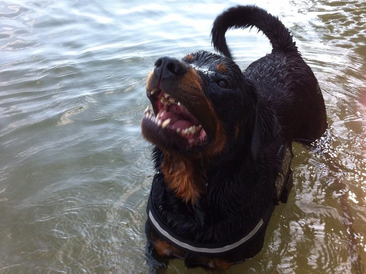 Hundeverhaltensberatung & Therapie Spirit of dogs